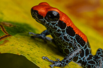POISON FROG ENDEMIC TO THE AMAZON FORESTS OF LORETO IN PERU, RED POISON FROG, EYE-CATCHING INTENSE RED COLOR OF A SMALL ENDEMIC AND HIGHLY APPRECIATED AMPHIBIAN
