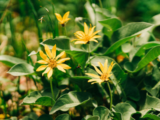 Flowers in national park