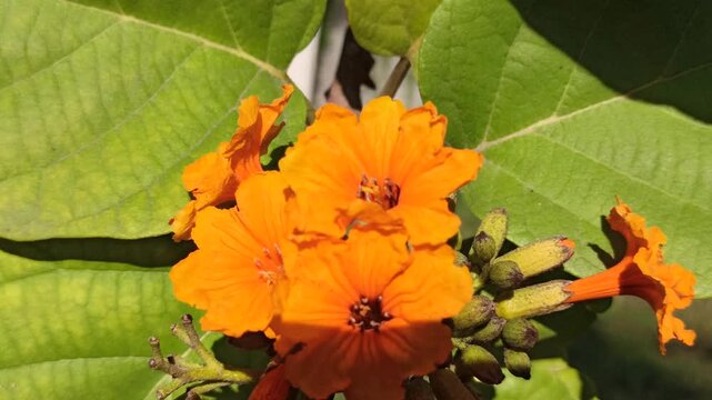 cordia flower