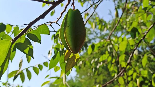 star fruit on tree