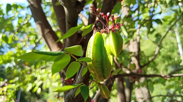 star fruit on tree
