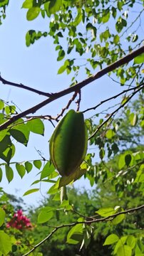 star fruit on tree