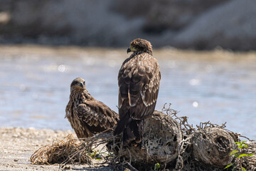 A pair of Black Kite on the ground beside the river.