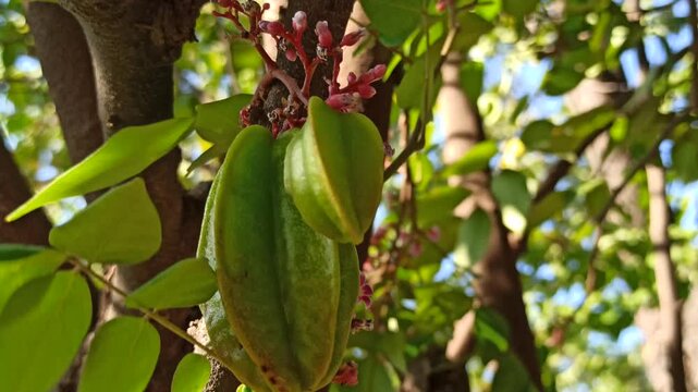 star fruit on tree