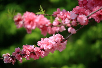 関山桜
