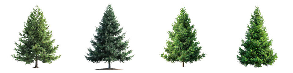Fototapeta premium Collection of four evergreen trees showing different stages of growth and color variations. Perfect for nature-themed designs. transparent background