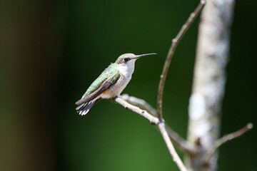 Perched hummingbird