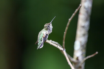 Hummingbird itch