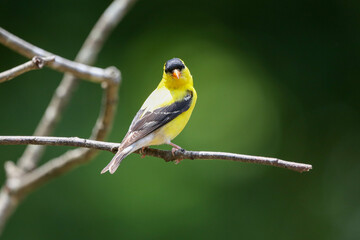 Goldfinch