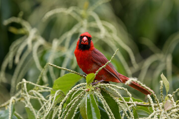 Northern cardinal