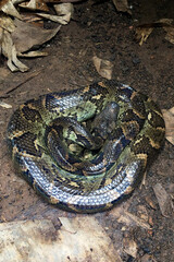 snake on the ground