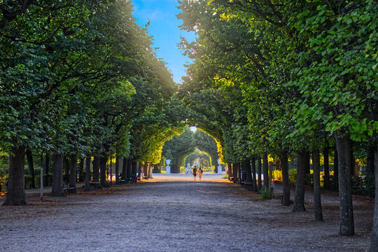 Trees bending to create a nice path for walking in the garden , Vienna, Austria
