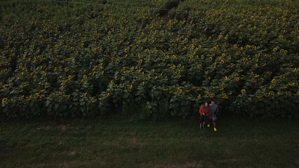 Fototapeta premium Sunflower field