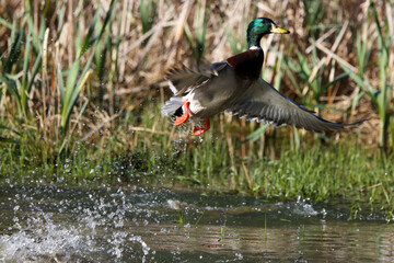 mallard in flight