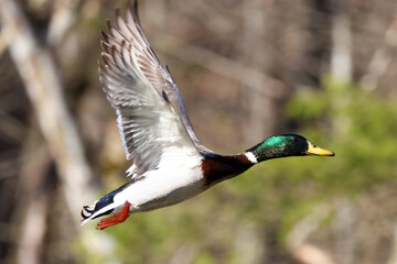 Mallard in flight