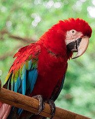 Arara vermelha, ave tipica da fauna brasileira.