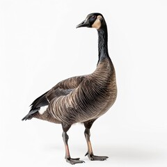goose isolated on white background