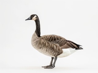 goose isolated on white background