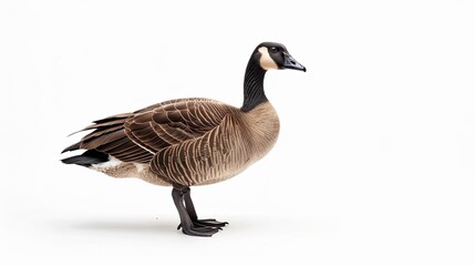goose isolated on white background