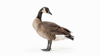 goose isolated on white background