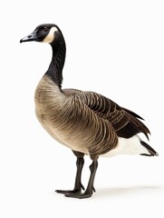 goose isolated on white background
