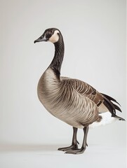 goose isolated on white background