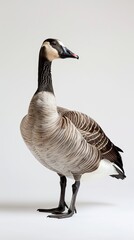 goose isolated on white background
