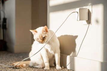 Little Cat Sitting By Wall Playing with Wires Plugs Outlet