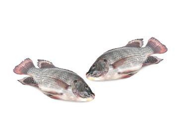 Fototapeta premium Nile tilapia fish isolated on white background. Freshwater fish.Popularly used to cook a variety of dishes such as grilled fish, tom yum, fried, and steamed.