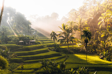 Morning view of Tegallalang Rice fields terraces in Ubud, Bali, Indonesia  © Peter