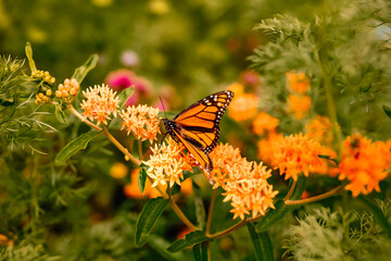 butterfly on a flower