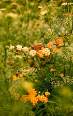 autumn in the forest