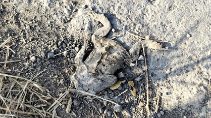 A close-up view of a dead frog lying on a gravel surface, surrounded by small stones and dried grass. The frog's skin appears dry and cracked, indicating it has been deceased for some time.