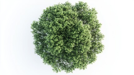Aerial View of a Lush Tree Canopy