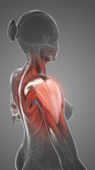 Pain and injury to the shoulder muscles