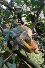 Madagascar chameleon