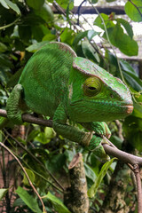 Madagascar chameleon