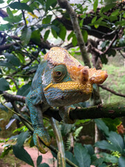 Madagascar chameleon