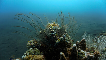 Algea and plant in the ocean. Underwater photo of colorful algea. From a scuba dive in Bali, Indonesia, Asia.