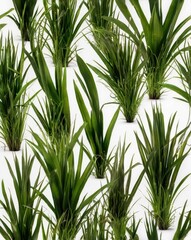 Fototapeta premium Isolated green grass on a white background 