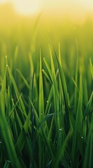 Fototapeta premium grass conceptual image, minimalist, beautiful, centered,