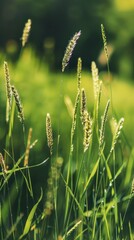 grass conceptual image, minimalist, beautiful, centered,