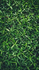 grass conceptual image, minimalist, beautiful, centered,