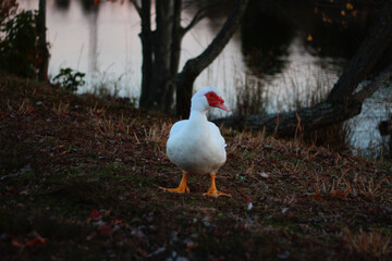 Domestic Muscovy Duck