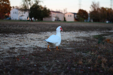 Domestic Muscovy Duck