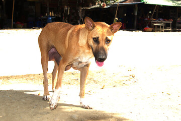A mother dog is hungry on the side of the road.