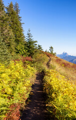 Canadian Landscape with Fall Colors during sunny day. Elk Mountain, Chilliwack, East of Vancouver,...