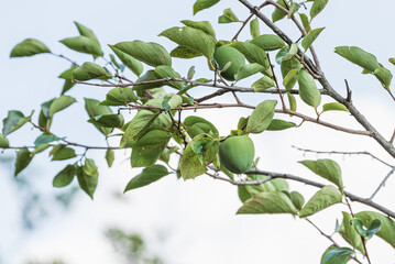 Unripe persimmon fruit hanging on a tree branch.
