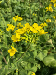 rapeseed flowers blooming 