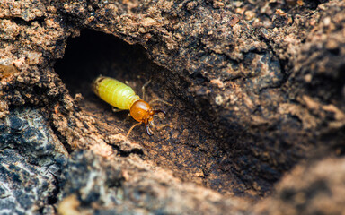 Termites walking in nest on forest floor.